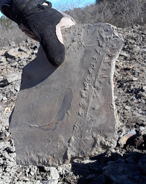 fossil
