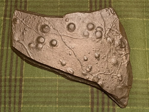 fossil