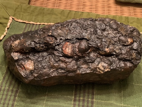 fossil