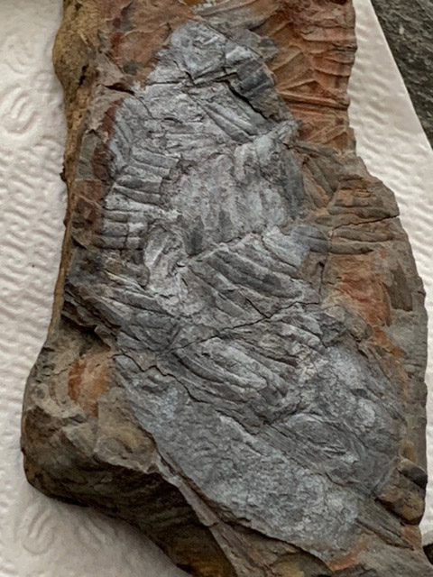 fossil
