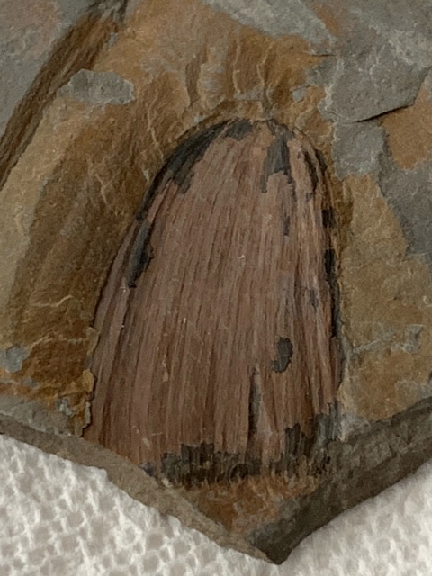 fossil