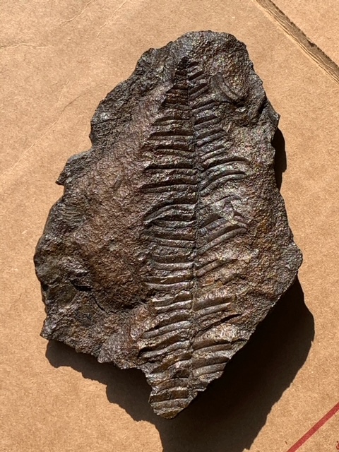 fossil