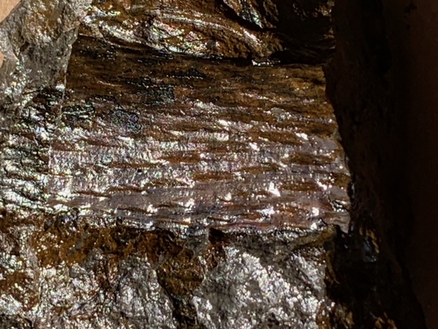 fossil