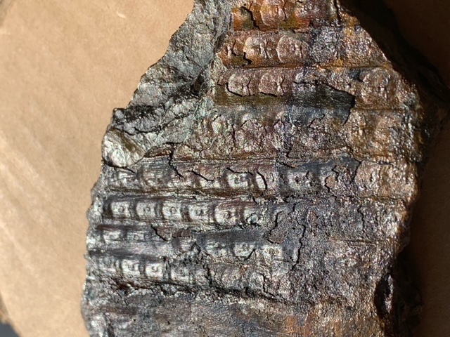fossil
