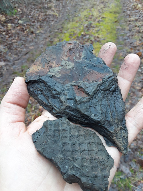 fossil