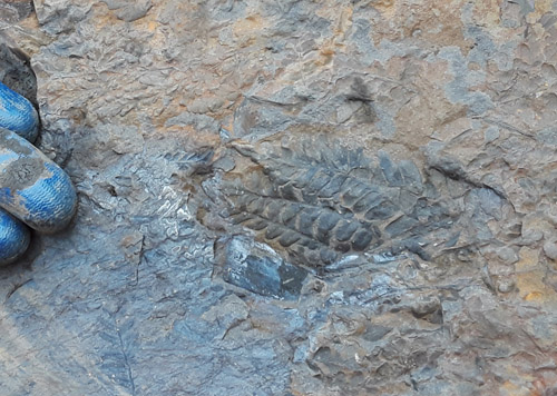 fossil