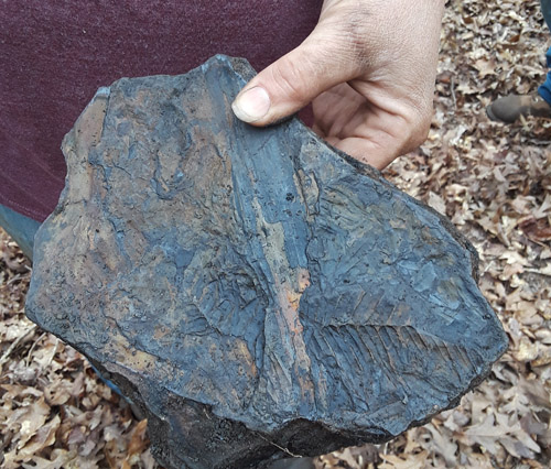 fossil
