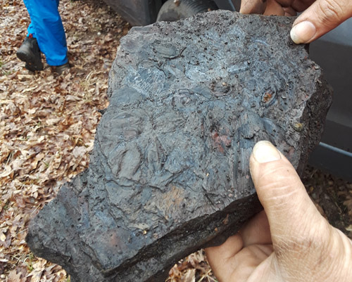 fossil