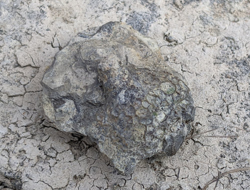 fossil