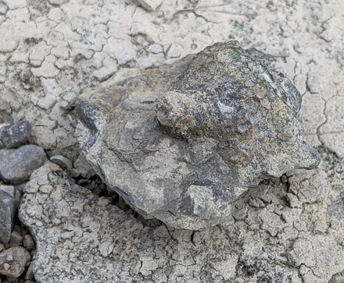 fossil