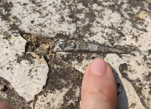 fossil