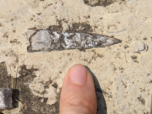 fossil
