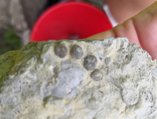 fossil