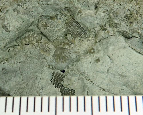 fossil