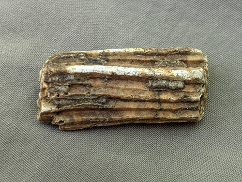 fossil