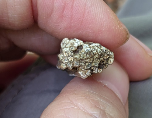 fossil