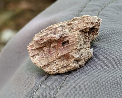 fossil