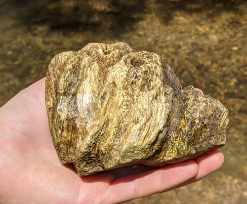 fossil