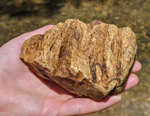 fossil