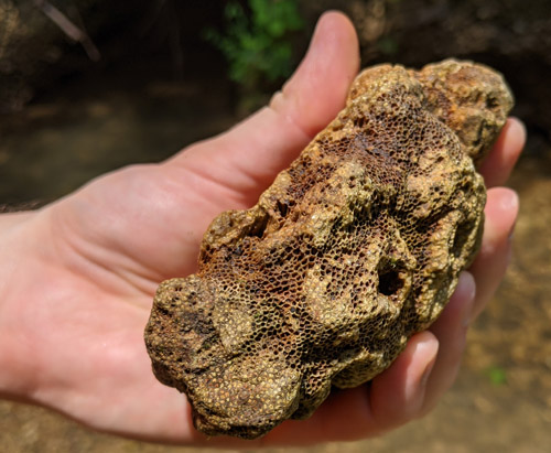 fossil