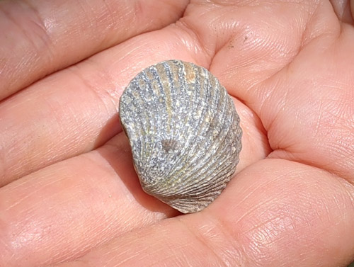 fossil