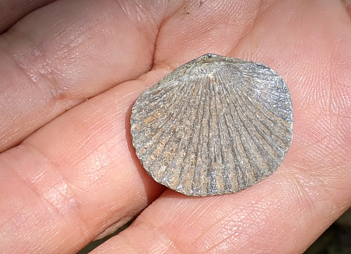 fossil