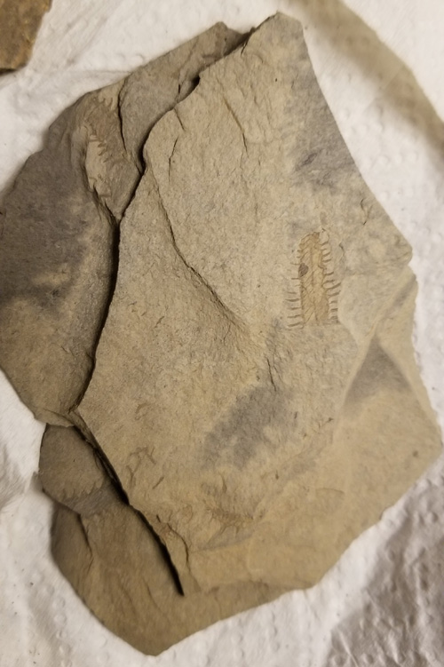 graptolite