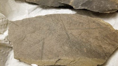 graptolite