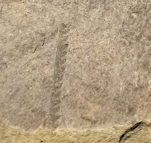 graptolite