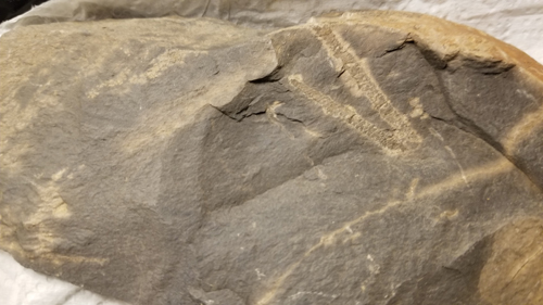 graptolite