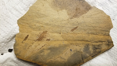 graptolite