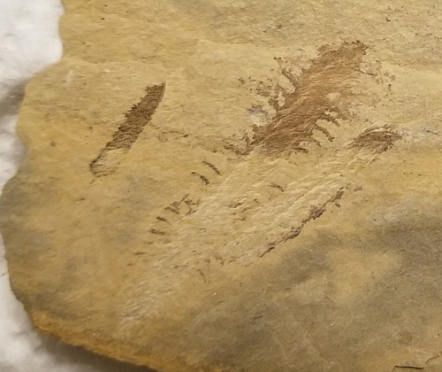 graptolite