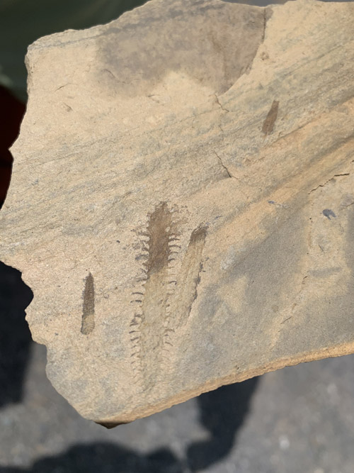 graptolite