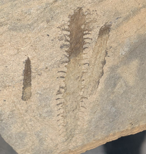 graptolite