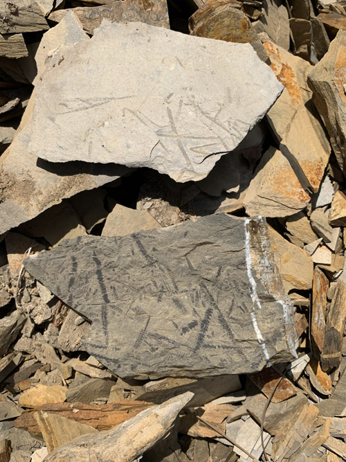 graptolite