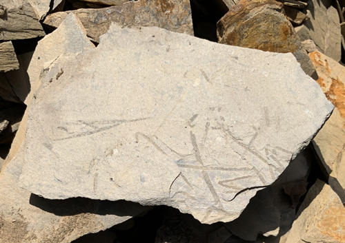 graptolite