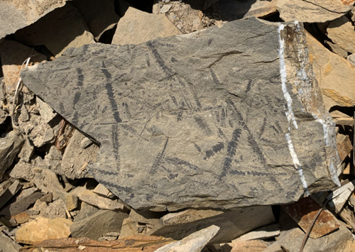graptolite