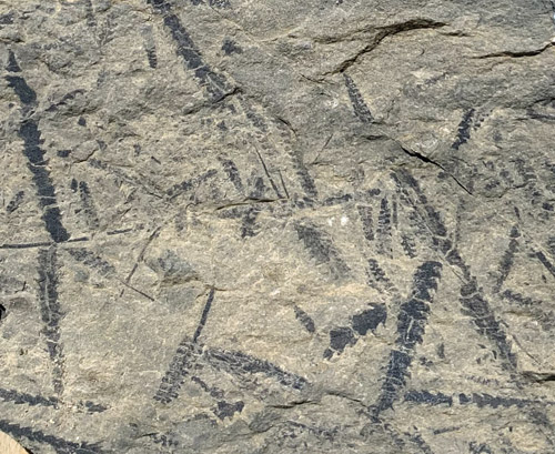 graptolite