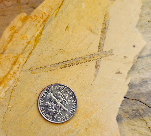 graptolite