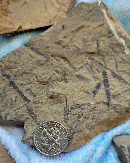 graptolite