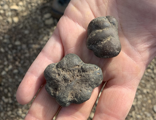 fossils