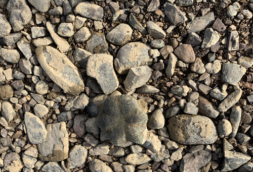 fossils