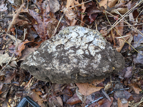 stromatolite