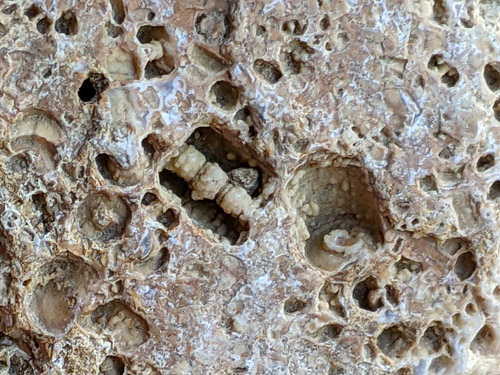 fossil
