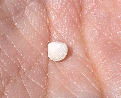 gravel