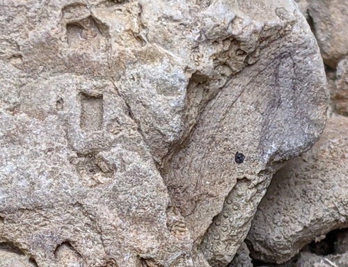 fossil