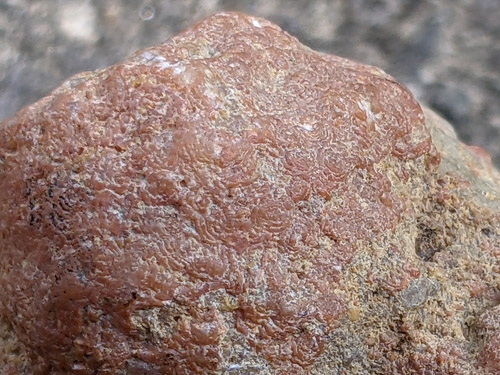fossil