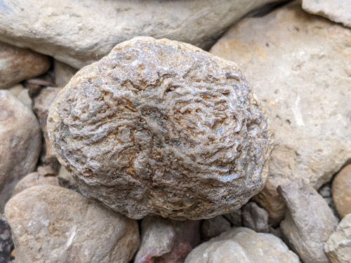 fossil