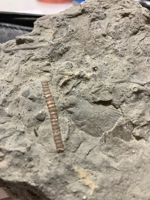 fossils