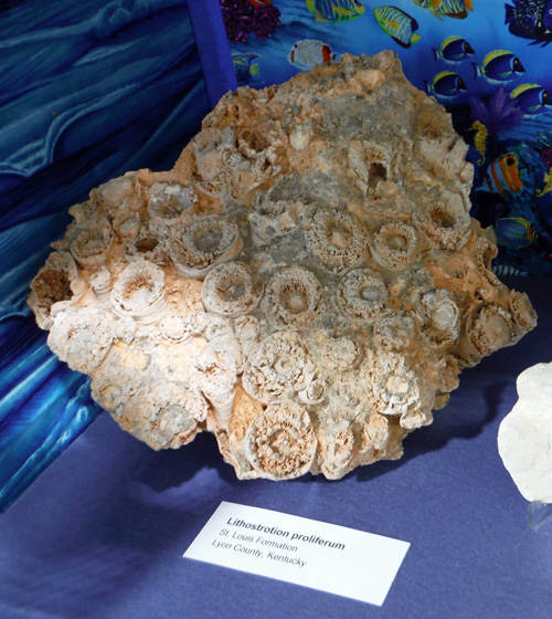 display42